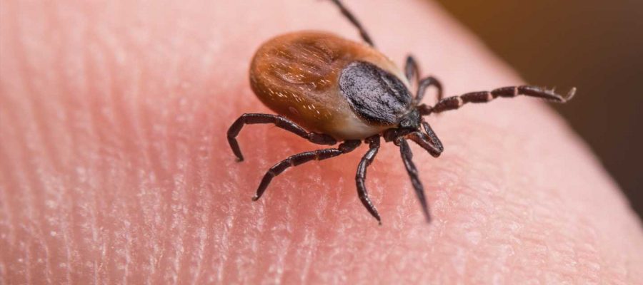 Study demonstrates for the first time that ticks weaken skin's immune ...