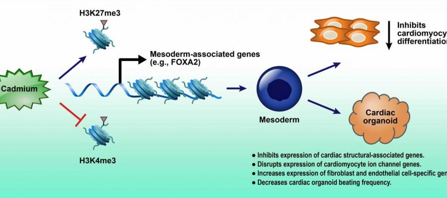 New 3D Model Shows How Cadmium Exposure May Affect Heart Development ...